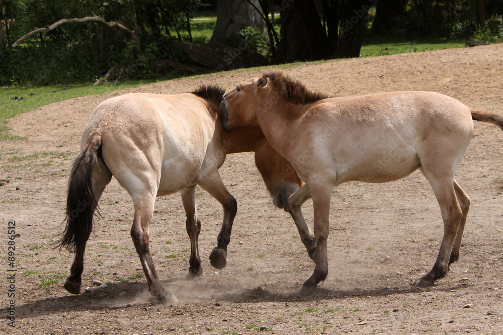 Obraz premium Przewalski-Pferde