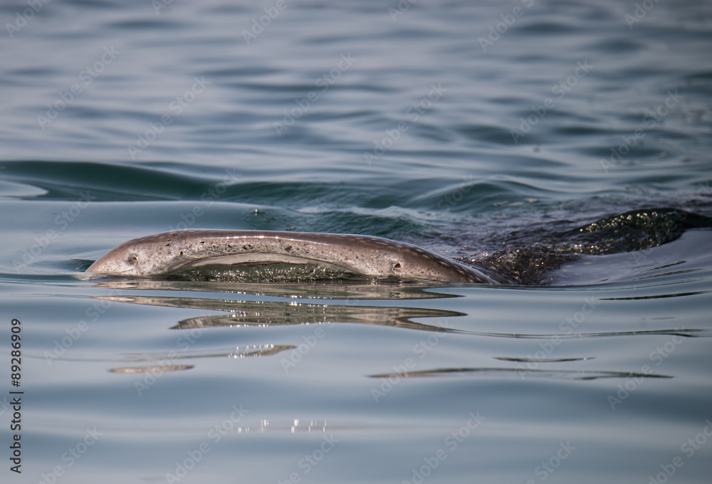 Fototapeta premium Whale Shark on the Surface in Mexico