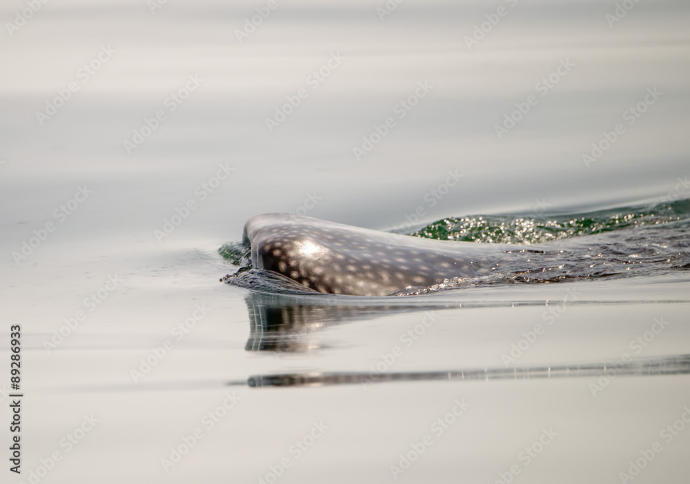 Naklejka premium Whale Shark on the Ocean Surface in Mexico