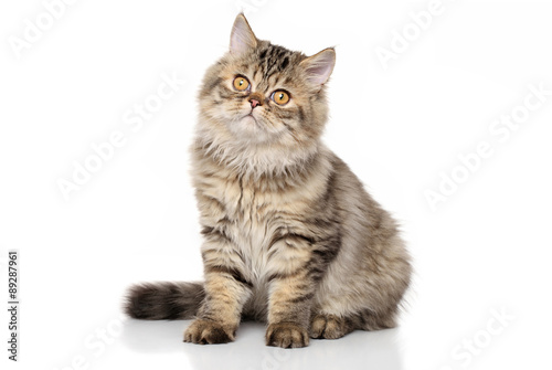 Fototapeta Naklejka Na Ścianę i Meble -  Persian shorthair cat