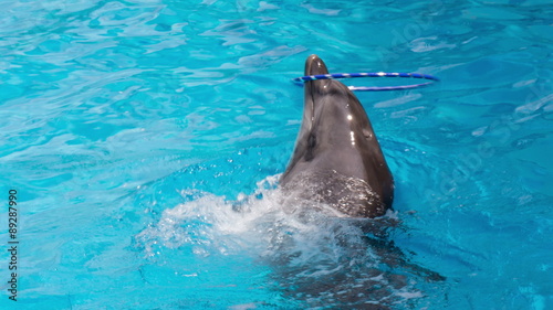 Dolphin Spins Hulahup on the Nose photo