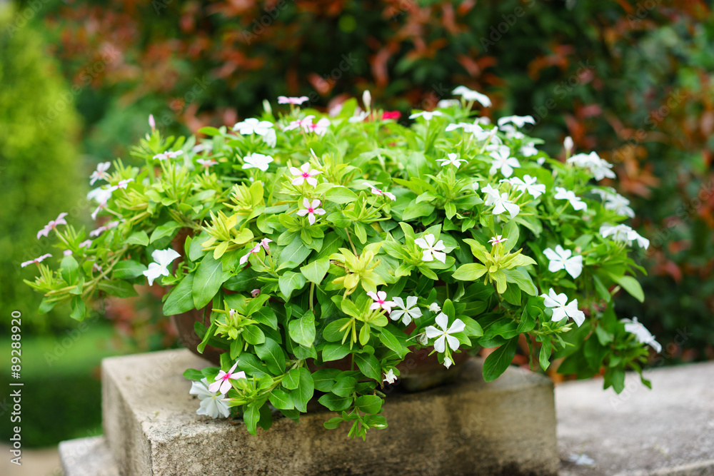 Vinca flower in pot Vinca flower in pot
