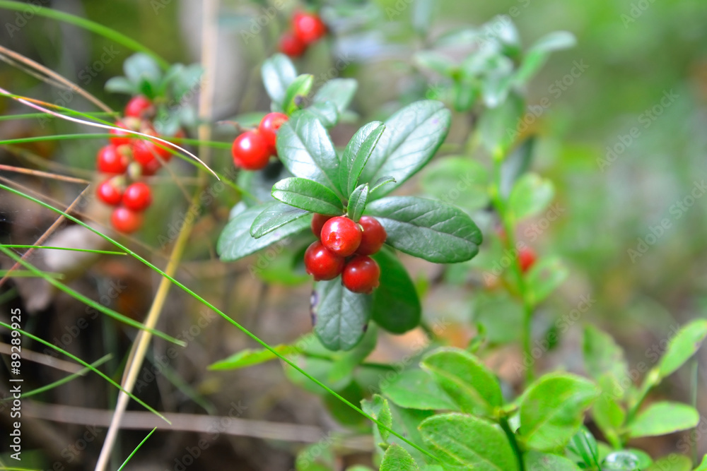 Obraz premium Cowberry.