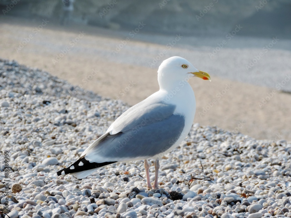 Jolie mouette Jolie mouette