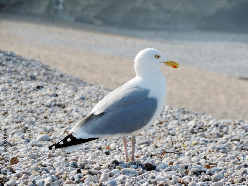 Jolie mouette