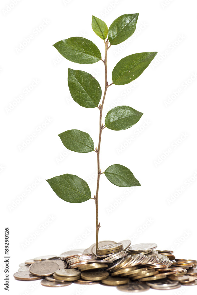 Tree growing from pile of coins