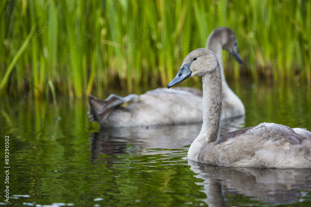Young swans are swimming together in the Hancza River, Poland. Young swans are swimming together in the Hancza River, Poland.