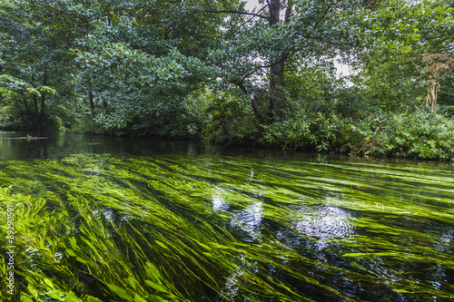 Fototapeta Naklejka Na Ścianę i Meble -  Kayaking on the Rospuda river, Poland
