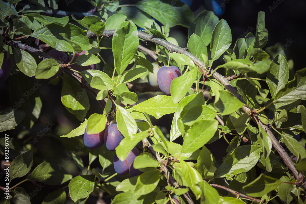 Obraz premium Photo of plums with leaves on branch