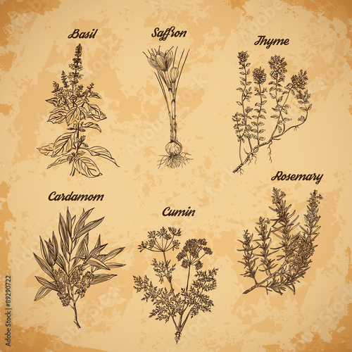 Cooking herbs and spices. Rosemary, thyme, cardamom, saffron,basil, cumin. Retro hand drawn vector illustration. Retro banner, card, scrap booking, postcard, poster