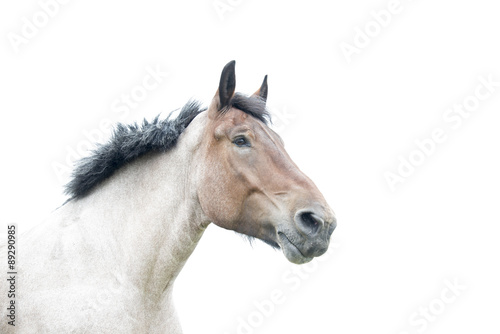 horse head © Chris Willemsen 