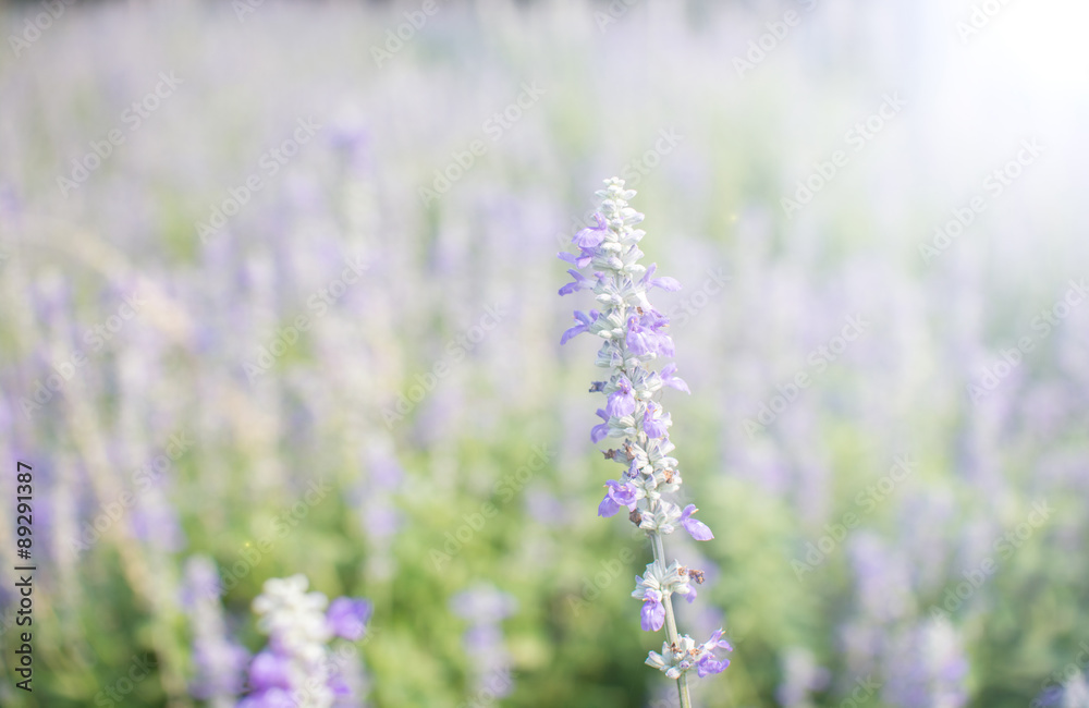 Violet color flower fields