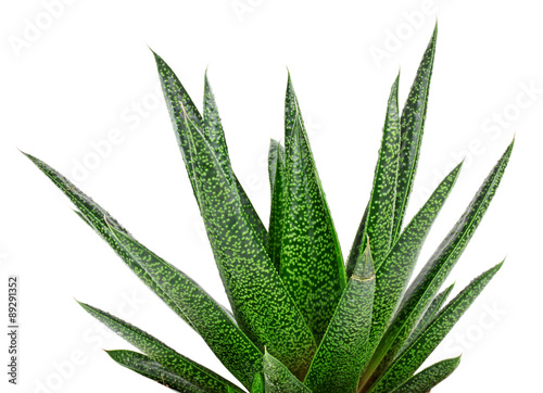 Aloe vera plant isolated on white