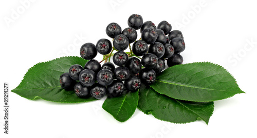 aronia  chokeberry ..