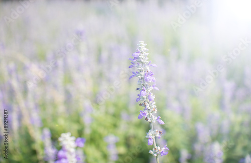 Violet color flower fields