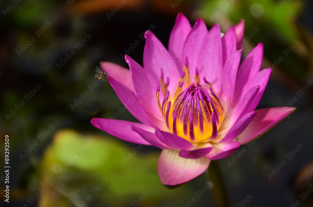 lotus,flowers,pink,color,wall,background,nature,garden,water,beauty lotus,flowers,pink,color,wall,background,nature,garden,water,beauty