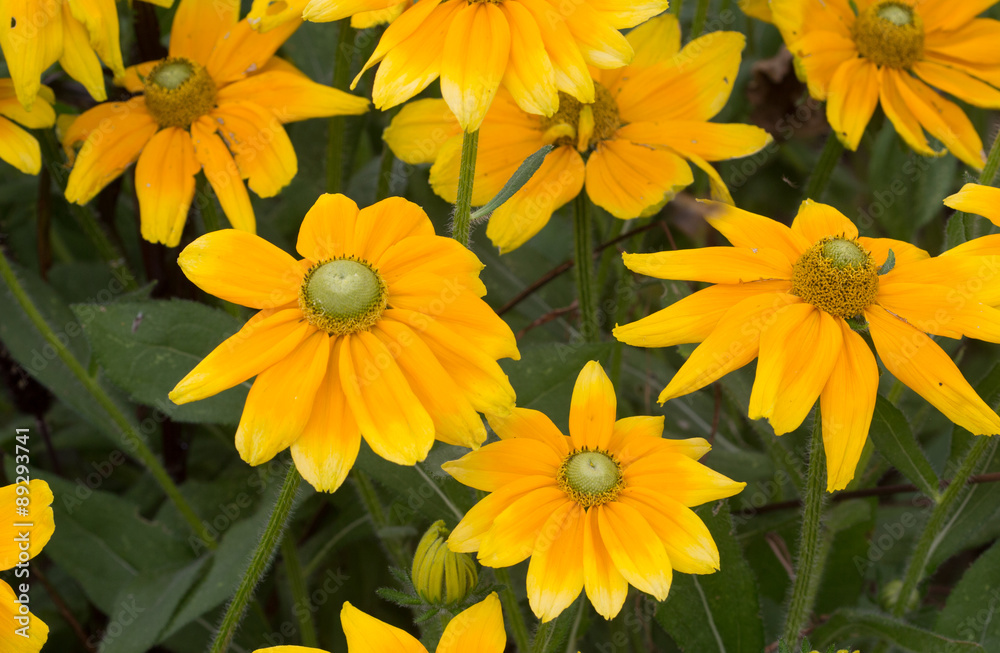 Yellow Cone-flowers in bloom Yellow Cone-flowers in bloom