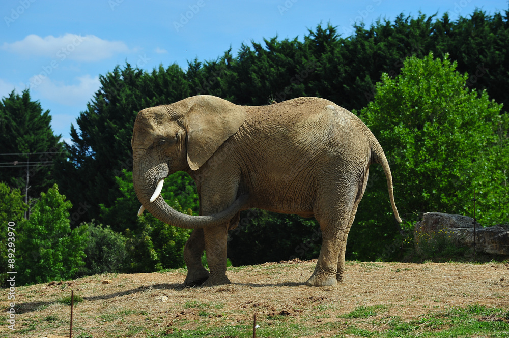 Fototapeta premium éléphant