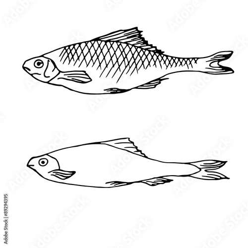 Fish vector