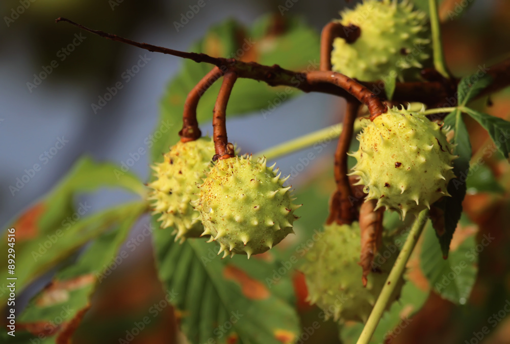 Chestnut Chestnut