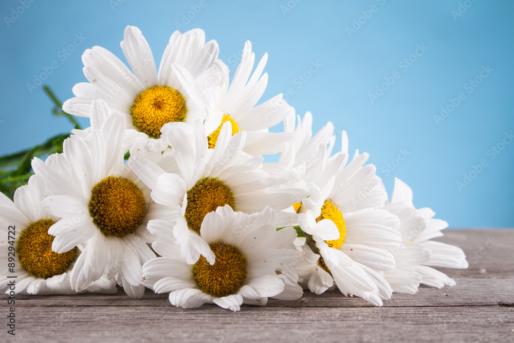 Obraz premium Leucanthemum vulgare on a wooden table