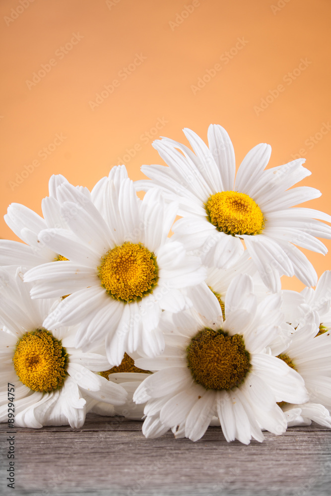 Obraz premium Leucanthemum vulgare on a wooden table