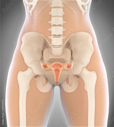 Female Reproductive System photo