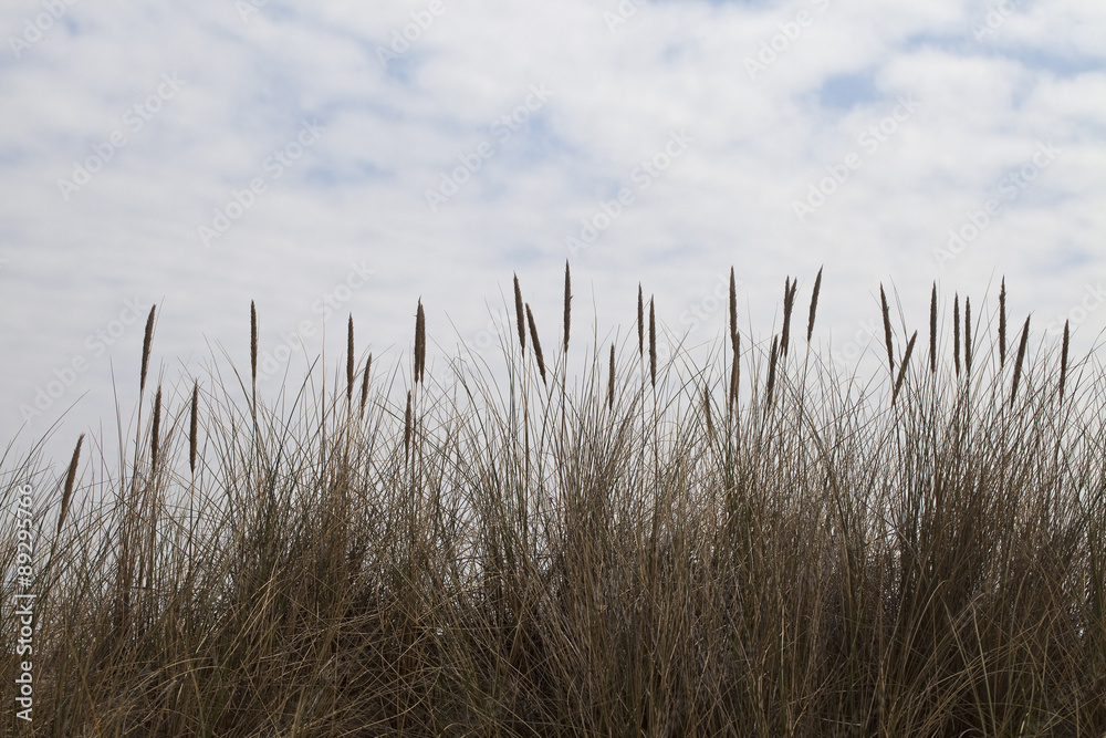 Obraz premium Dune Grass. Dune grass fringes the lower half of the photo contrasting with the blue and white summer sky.