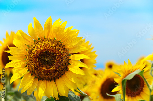 Fototapeta Naklejka Na Ścianę i Meble -  close-up of a beautiful sunflower in a field, Hokuto, Yamanashi, Japan
