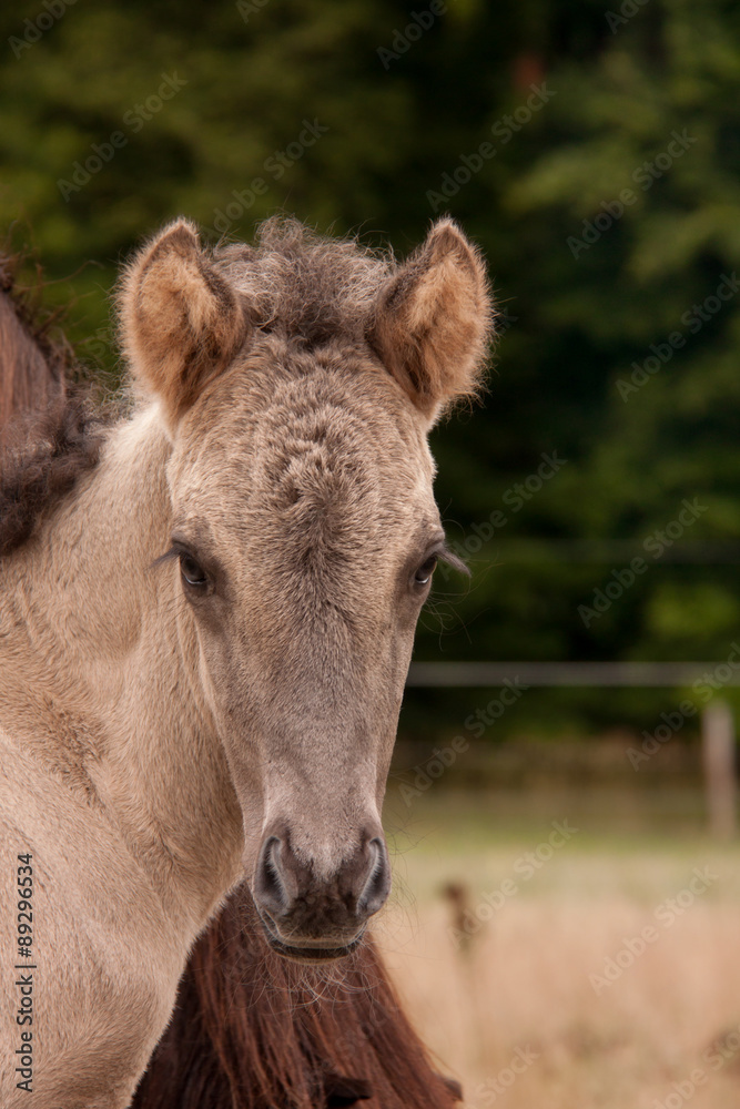 Obraz premium Portrait Fohlen