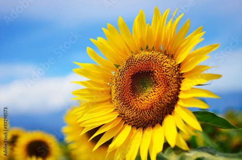 Fototapeta Naklejka Na Ścianę i Meble -  close-up of a beautiful sunflower in a field, Hokuto, Yamanashi, Japan
