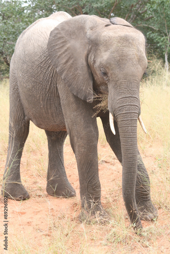 Naklejka premium kleiner Elefant