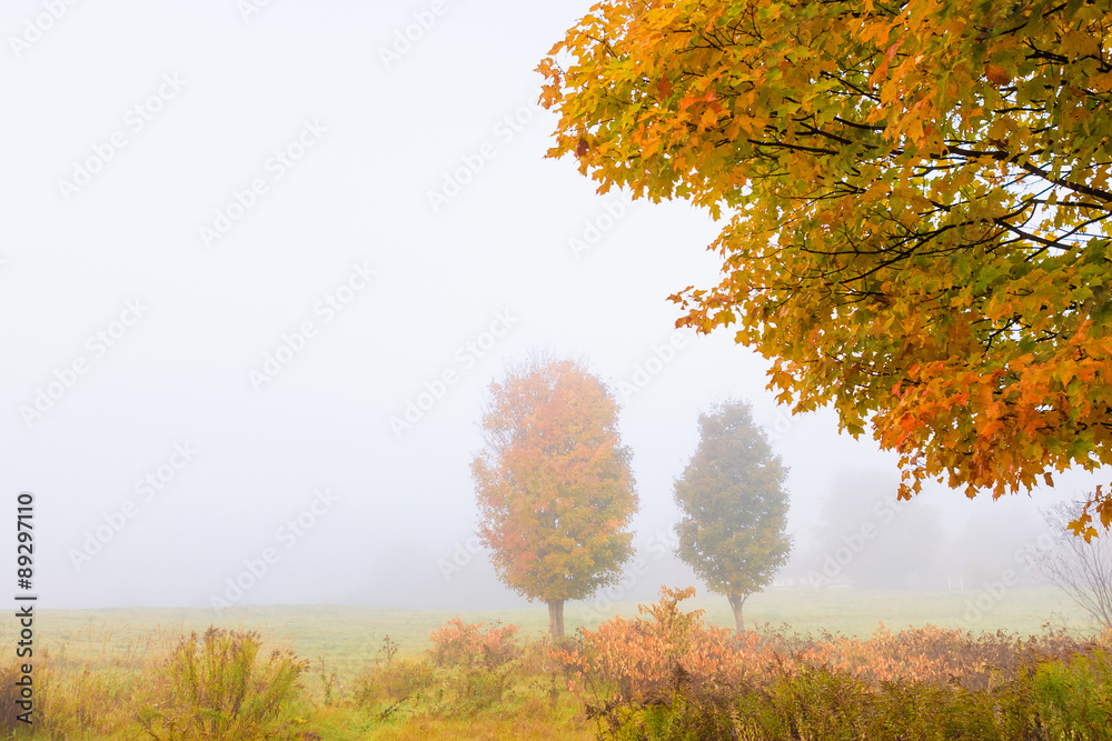 Fototapeta premium Maple trees during early morning fog on an autumn morning.