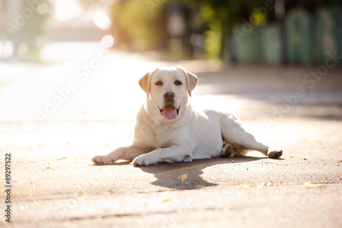 beautiful labrador dog in a sunrise