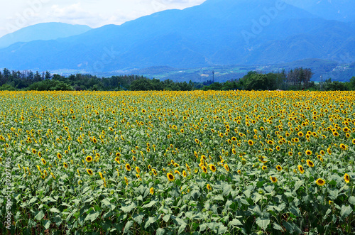 sunflowers field, Hokuto, Yamanashi, Japan