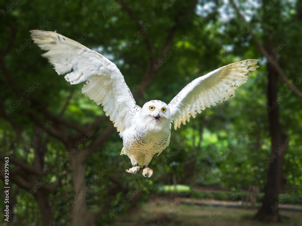 snow owl in flying action with wing full spand snow owl in flying action with wing full spand