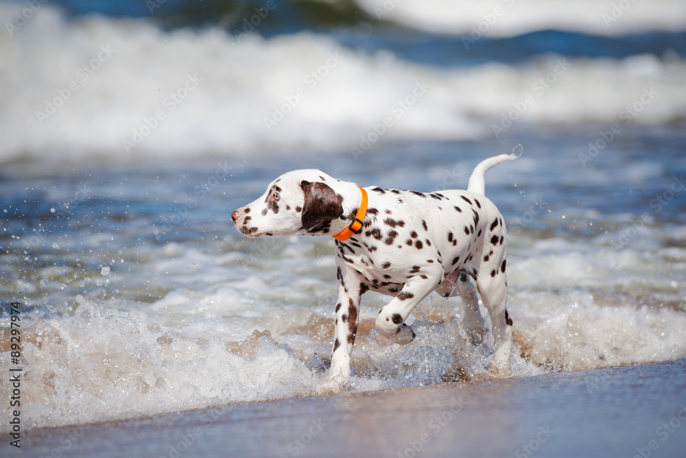 brown dalmatian puppy on the beach brown dalmatian puppy on the beach