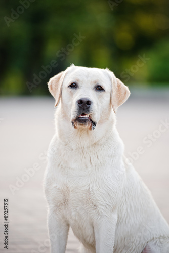 funny labrador dog portrait