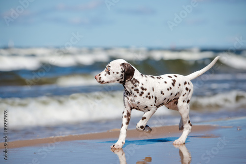 dalmatian puppy running on the beach