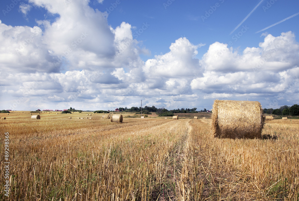 Field with hay. landscape with harvested bales of straw in field