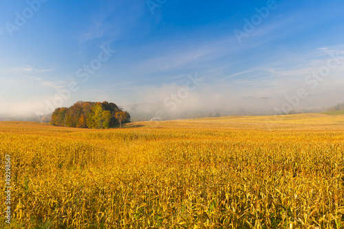 Country cornfield on an early foggy morning.