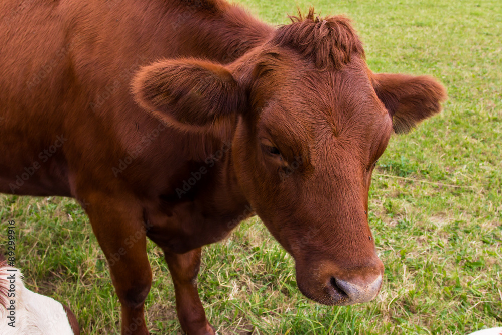 cows in the field in green meadow farm