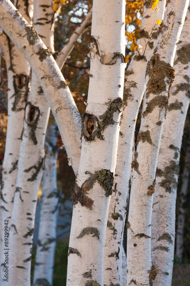 Obraz premium Monochrome pattern of a grove of birch trees .