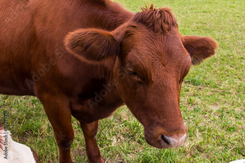 cows in the field in green meadow farm