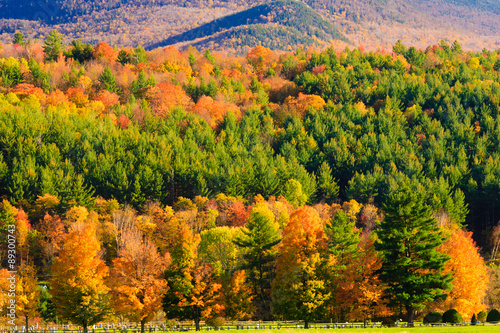Fototapeta Naklejka Na Ścianę i Meble -  Maple trees on a hillside in Vermont during peak foliage season.
