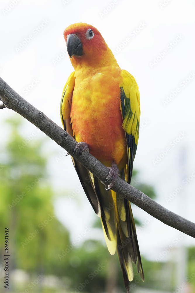 Obraz premium Lovely Sun Conure parrot on the branch