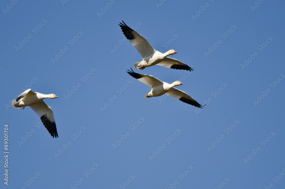 Obraz premium Three Snow Geese Flying in a Blue Sky
