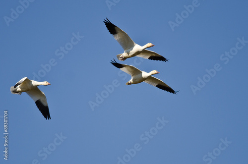 Three Snow Geese Flying in a Blue Sky