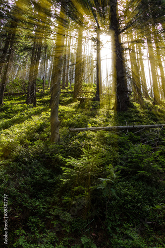 Late summer sunlight breaking through the trees at a mystical lane