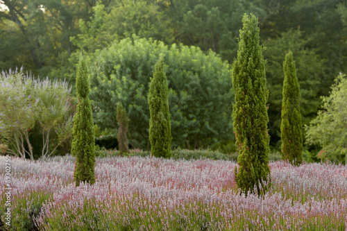 lavender garden